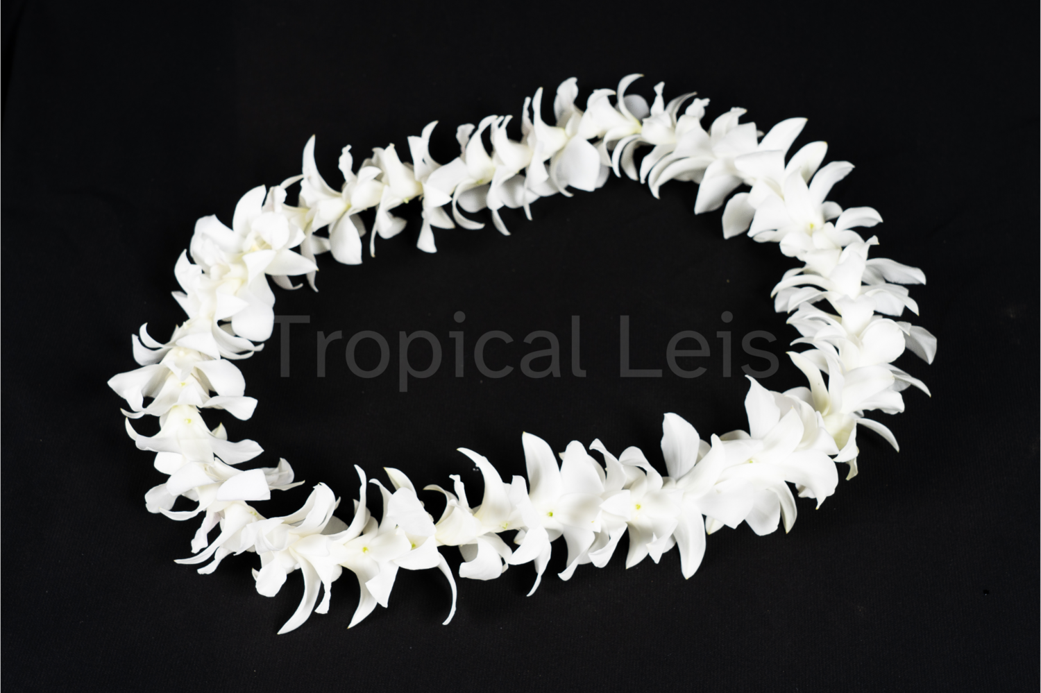 Single White Lei